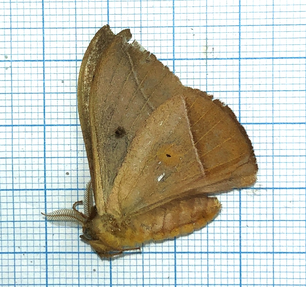 Saturniidae. Unmounted, Ecuador #9 — изображение 2