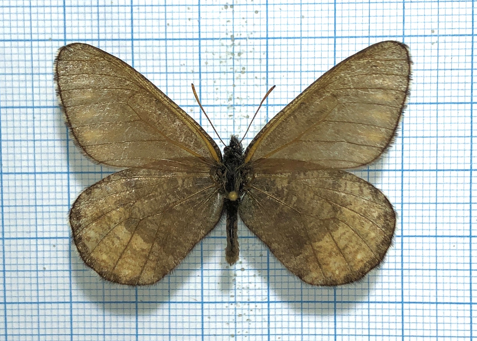 Oeneis pansa, male, A1-, Transbaikalia