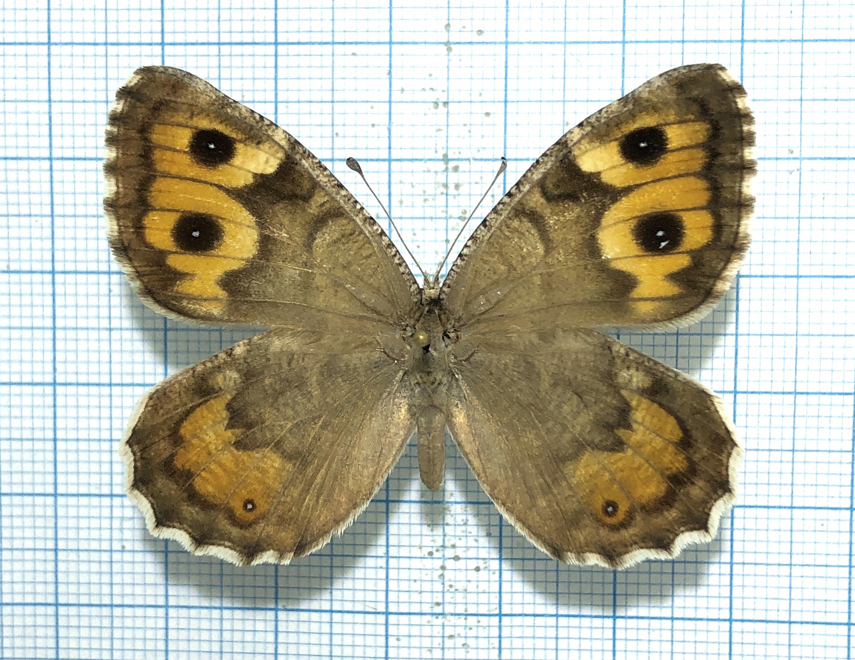 Pseudochazara hippolyte, female, Kazakhstan