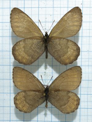 Oeneis pansa, pair, A1-, Transbaikalia