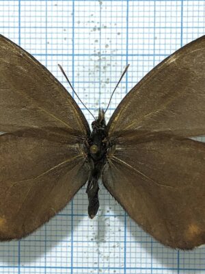 Oeneis magna magadanica, male A1-, Yakutia