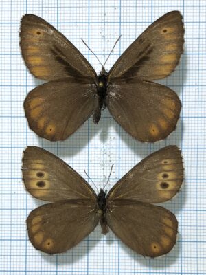 Oeneis jutta, pair, A1-/A-, Buryatia/Magadan