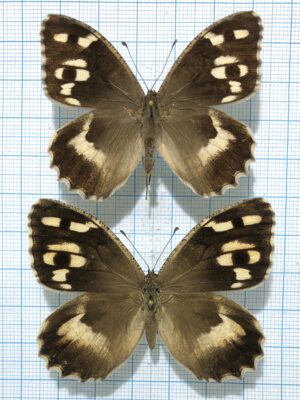 Chazara enervata, Pair, A1-, Kazakhstan
