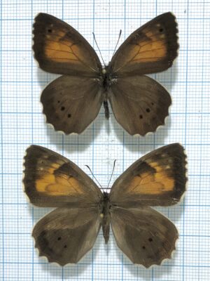 Pararge (Kirinia) climene, Pair, Georgia