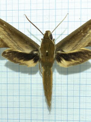 Theretra nessus, male, A-, Vietnam