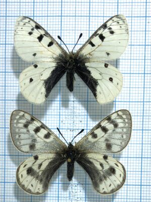 Parnassius arcticus, pair, A1, Yakutia, RARE