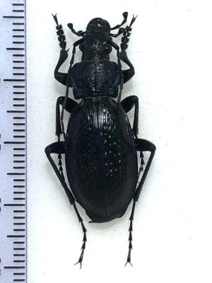 Carabus (Neoplectes) lafertei (?) male, Georgia