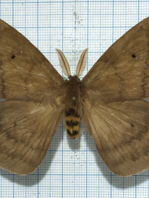 Saturniidae. Periphoba sp., male, A1-, Ecuador