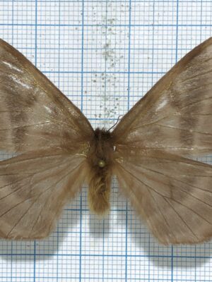 Saturniidae. Hylesia sp., female, Ecuador