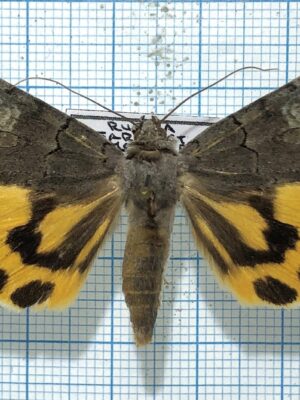 Catocala agitatrix, male, A1- Russsia, Far East