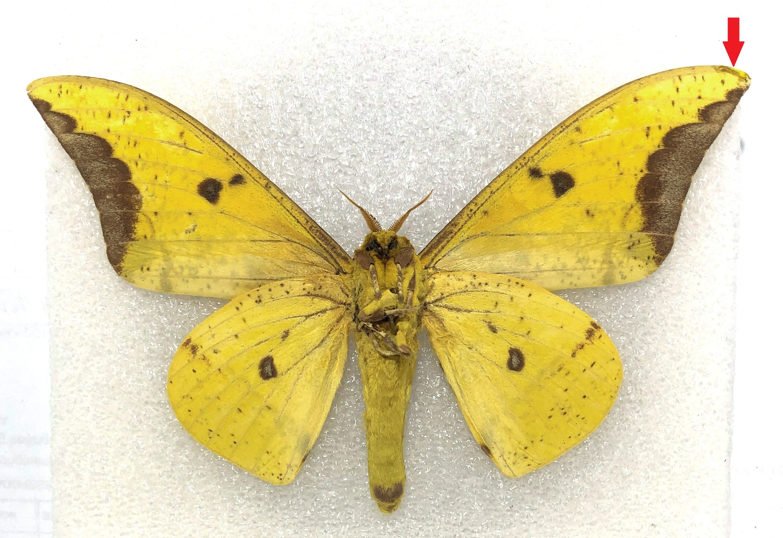 Eacles Imperialis Male A Ecuador InsectPlace Eacles Imperialis Male A Ecuador InsectPlace