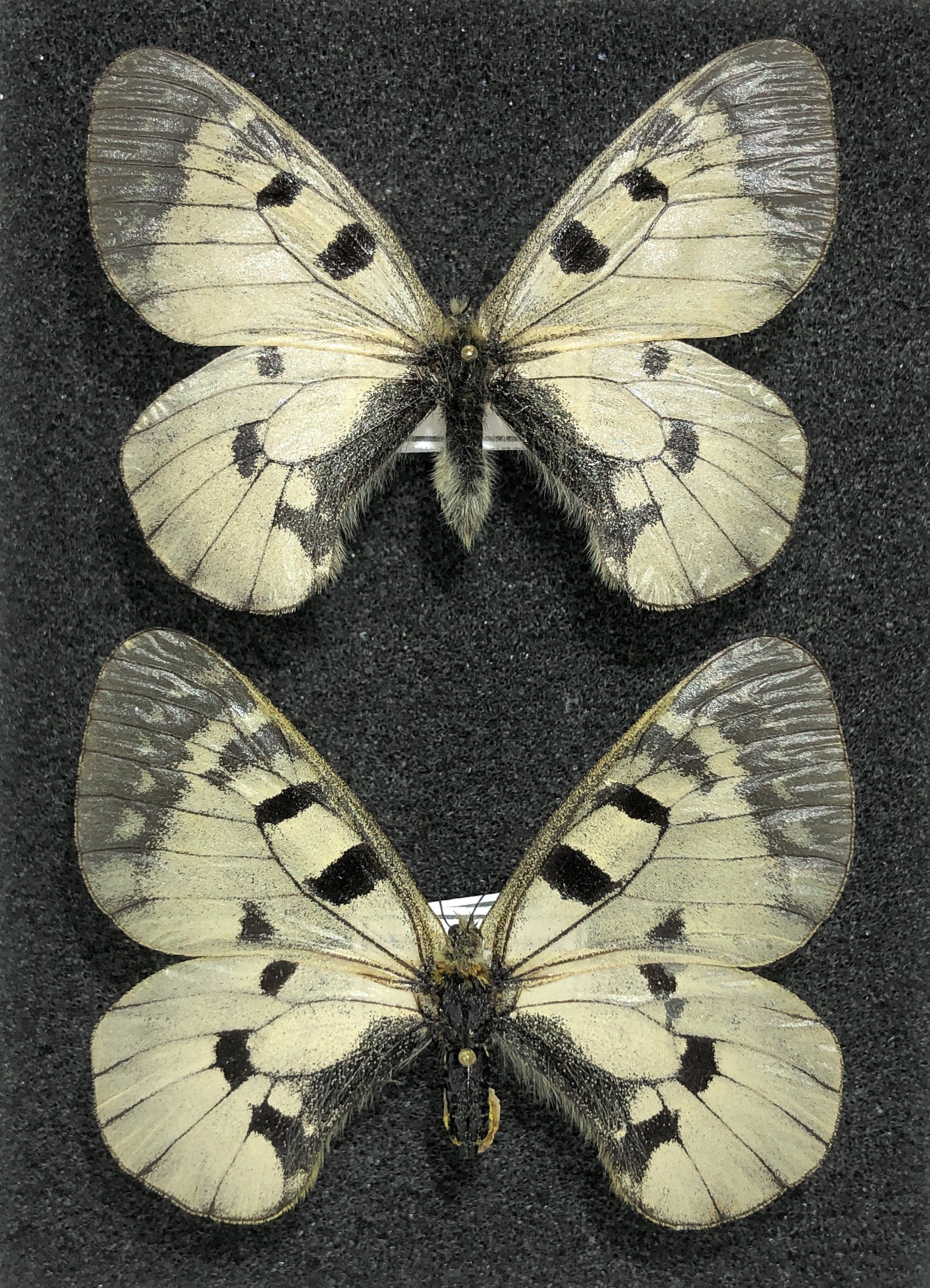 Parnassius mnemosyne orientalis, A-, pair, Kazakhstan