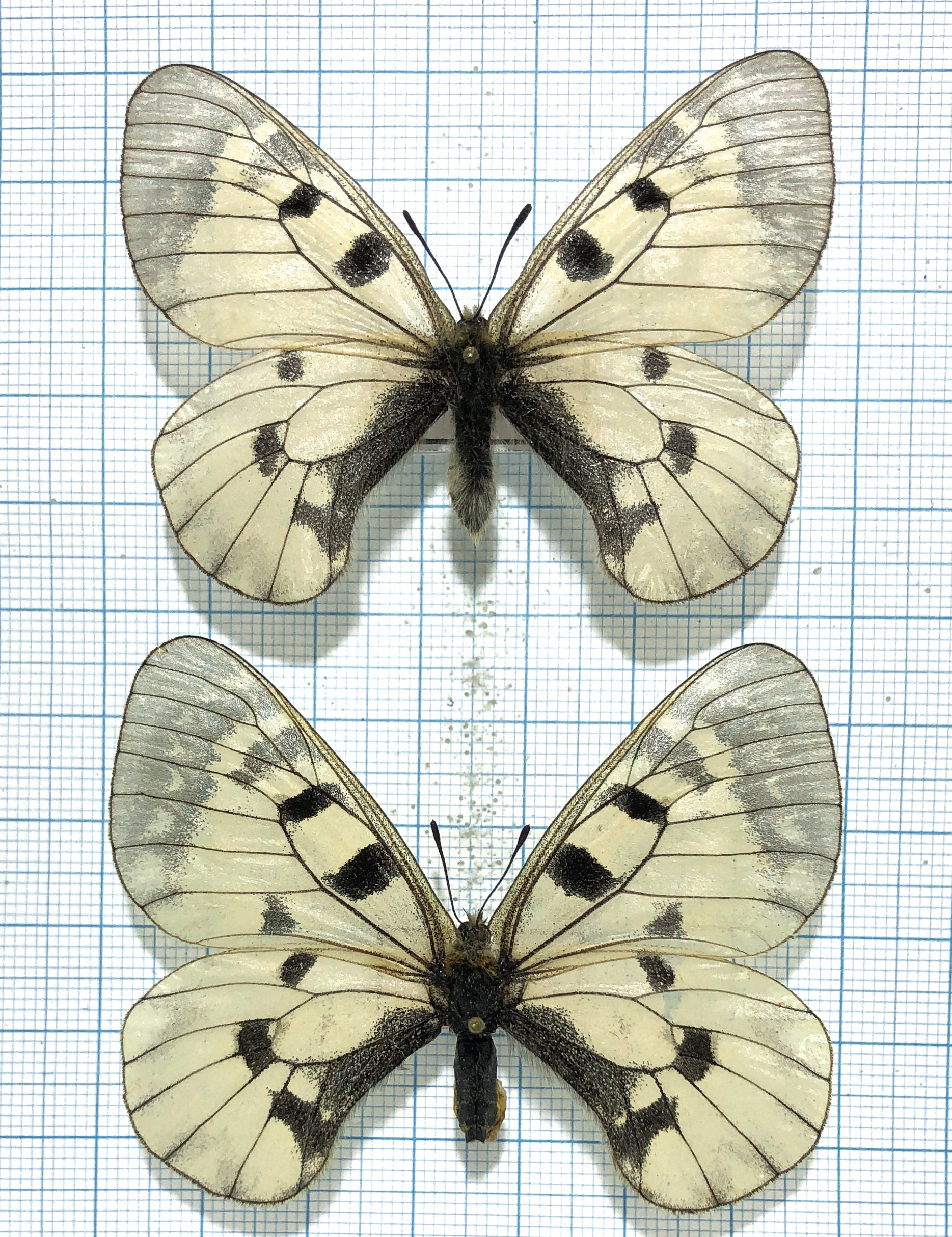 Parnassius mnemosyne orientalis, A-, pair, Kazakhstan — изображение 2