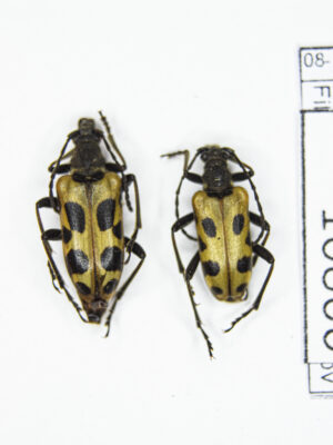 Brachyta amurensis (Kraatz, 1879) #10866