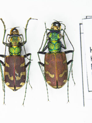 Cicindela coerulea nitida Lichtenstein, 1796 # 11224