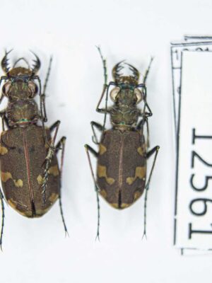 Cicindela (s.str.) transbaicalica hamifasciata (Kolbe, 1886) # 12561