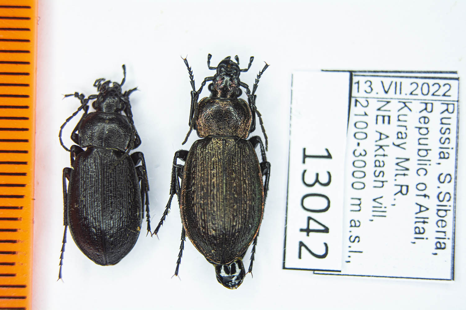 Carabus (Eucarabus) arcensis jurgitae (Deuve, 1993) #13042