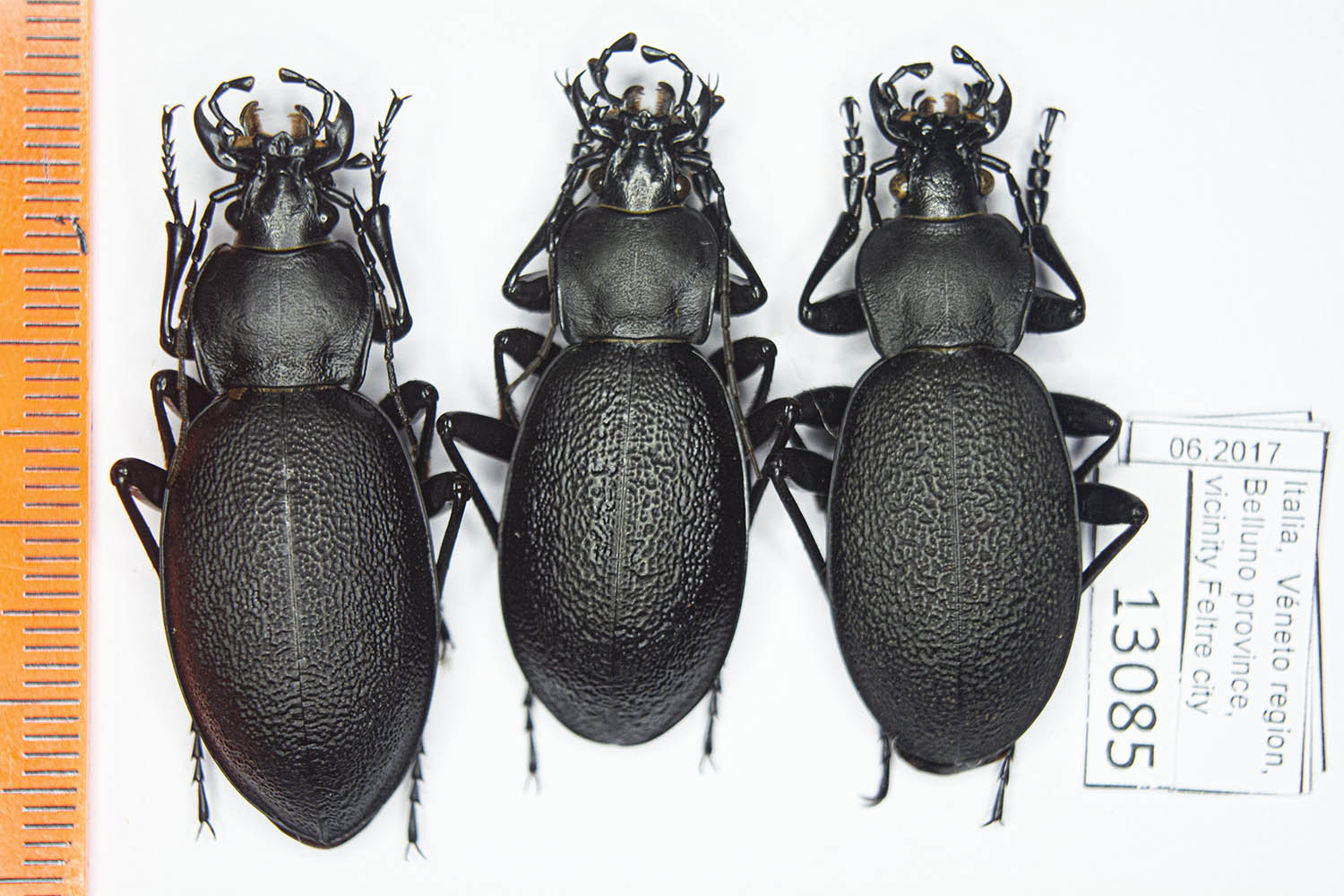 Carabus (Procrustes) coriaceus ssp. (Linnaeus, 1758) #13085