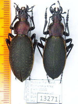 Carabus (Coptolabrus) jankowskii (Oberthur, 1883) #13271