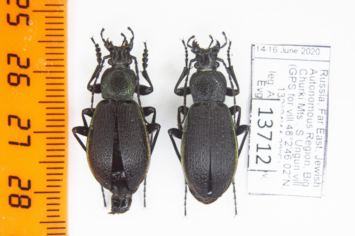 Carabus (Morphocarabus) hummeli tristiculus (Kraatz, 1878) #13712