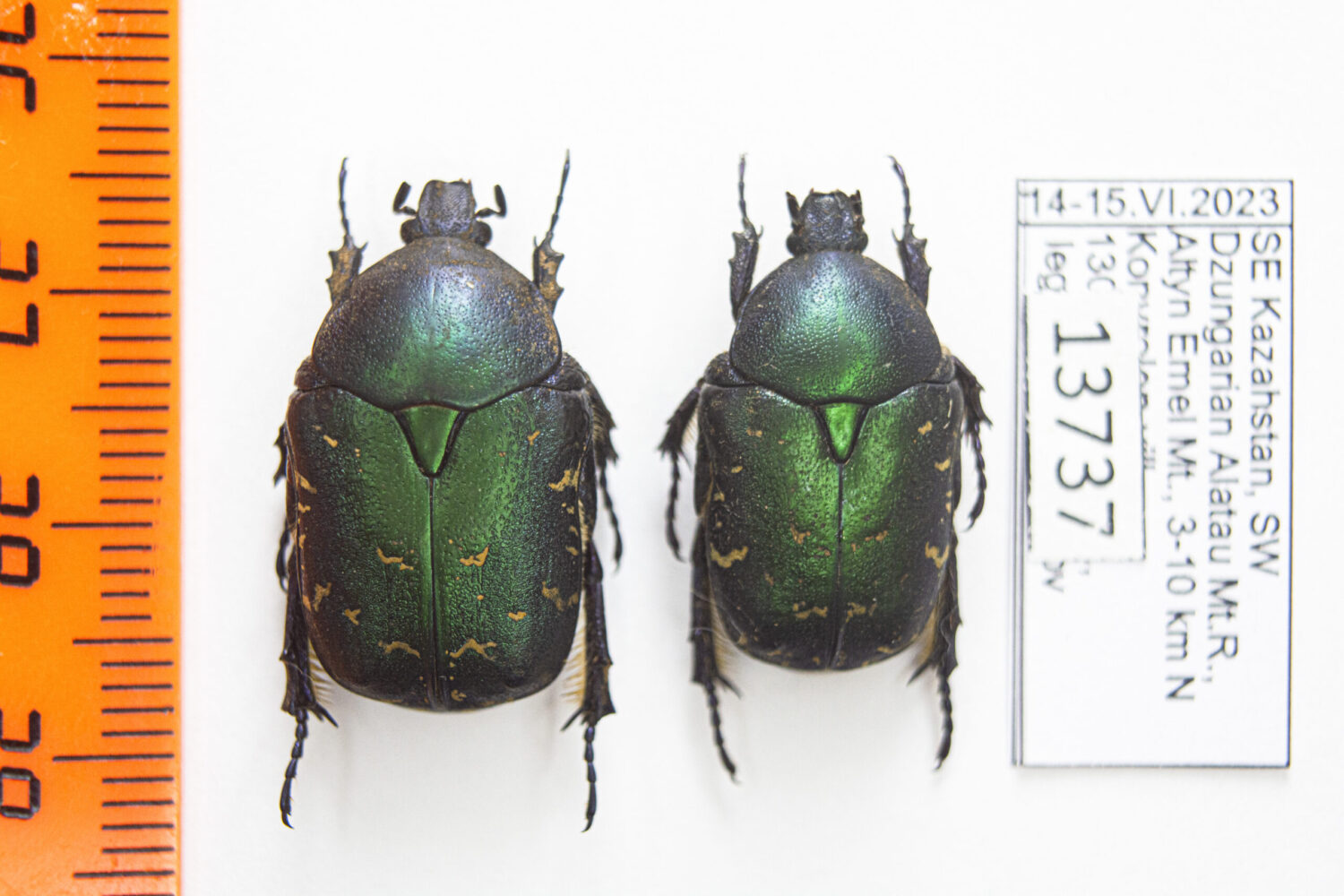 Protaetia (Netocia) ungarica auliensis (Reitter, 1901) #13737