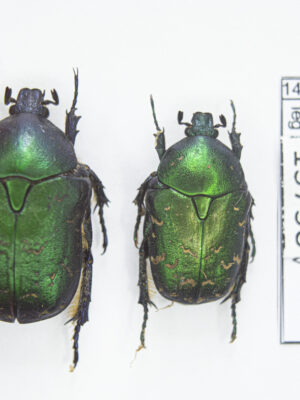 Protaetia (Netocia) ungarica auliensis (Reitter, 1901) #13738