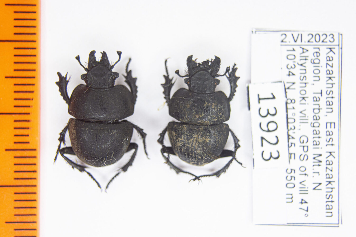 Lethrus (Ceratodirus) gladiator Reitter, 1897 #13923