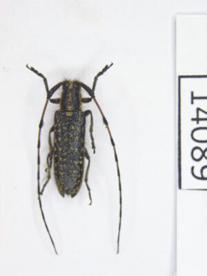 Agapanthia dahli calculensis (Lazarev, 2013) # 14089