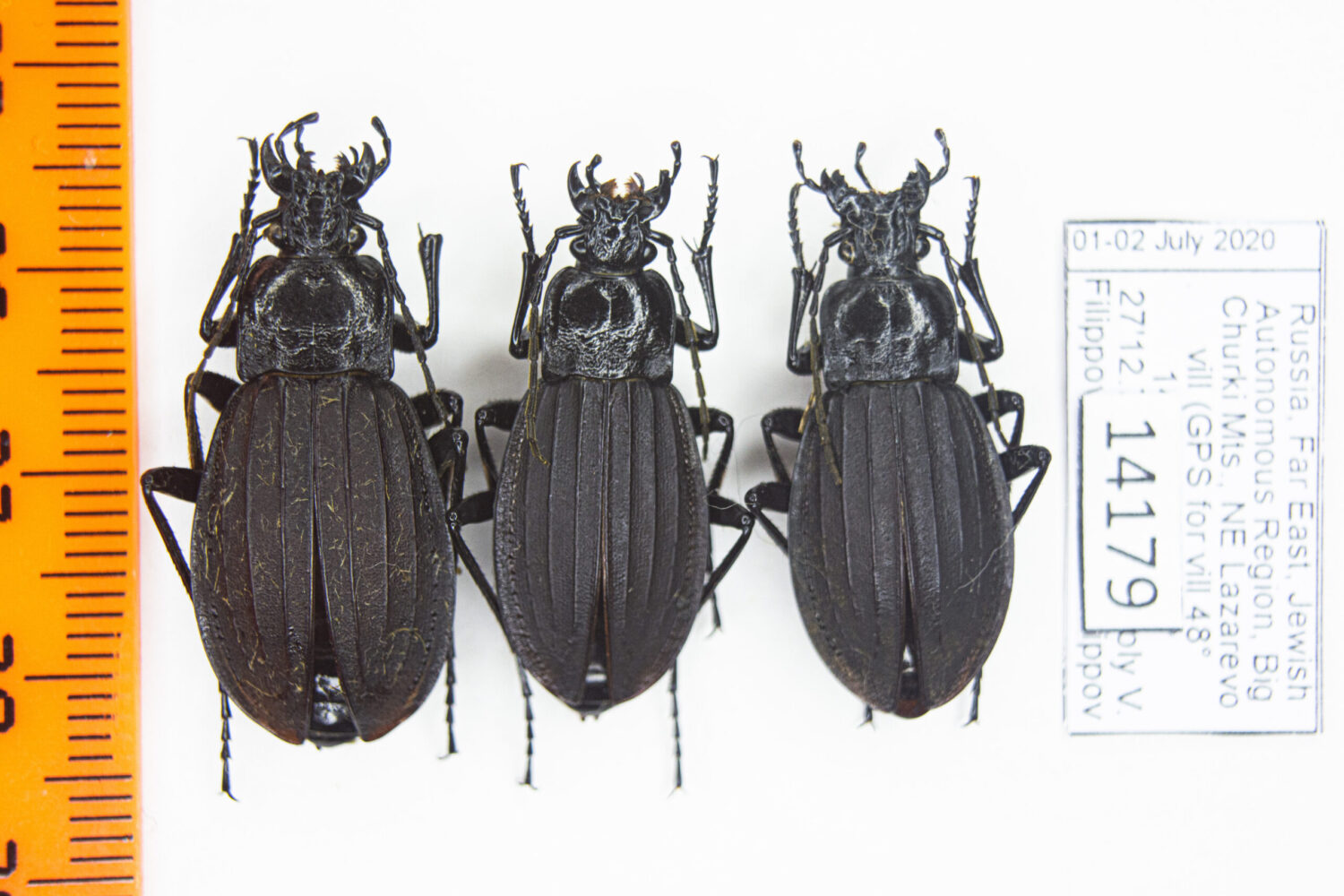Carabus (Aulonocarabus) careniger (Chaudoir, 1863) #14179