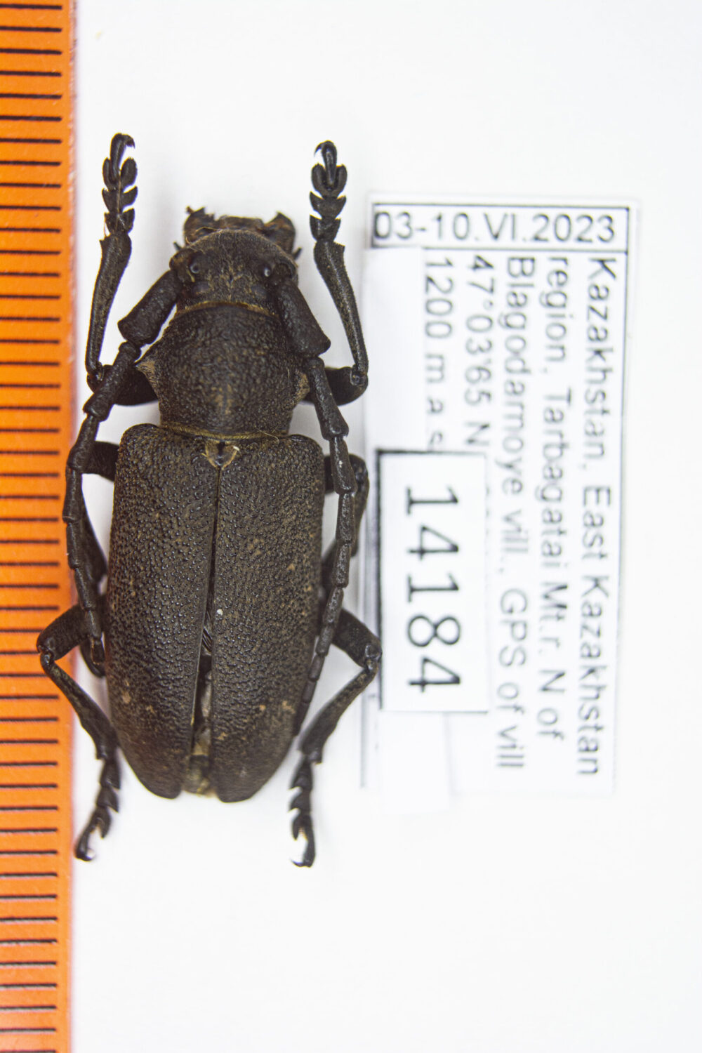 Lamia textor (Linnaeus, 1758) #14184