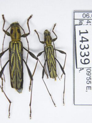 Rhabdoclytus acutivittis (Kraatz, 1879) # 14339