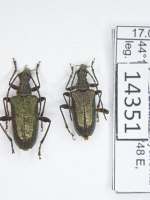 Paragaurotes ussuriensis (Blessing, 1873) # 14351