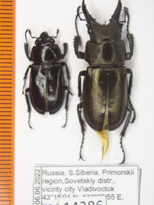 Prismognathus subaeneus (Motschulsky, 1860) # 14386