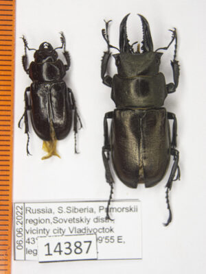Prismognathus subaeneus (Motschulsky, 1860) #14387