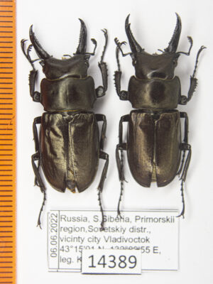 Prismognathus subaeneus (Motschulsky, 1860) # 14389