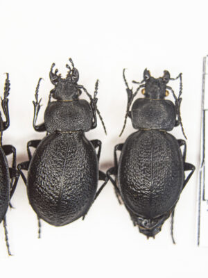 Carabus (Scambocarabus) kruberi (Fischer-Waldheim, 1822) #14524