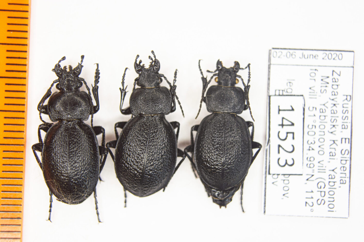 Carabus (Scambocarabus) kruberi (Fischer-Waldheim, 1822) #14524