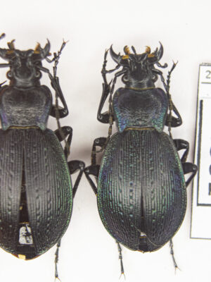 Carabus (Sphodristocarabus) adamsi haerii (Heinz, 1973) # 14531