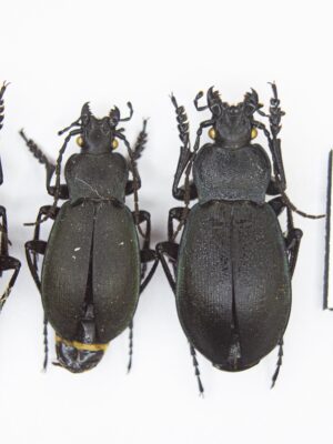 Carabus (Pachycarabus) imitator subkatherinae Lap., 1903 #14598