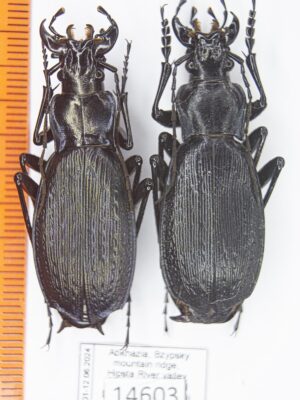 Carabus (Archiplectes) polychrous polychrous (Rost, 1892) #14603