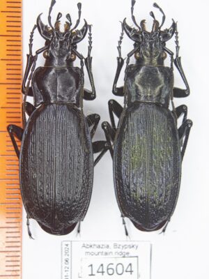 Carabus (Archiplectes) polychrous polychrous (Rost, 1892) #14604