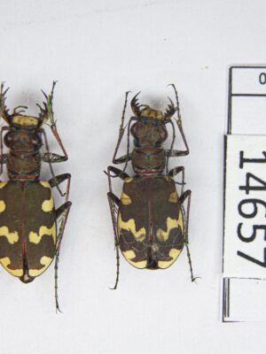 Cicindela hybrida kozhantshikovi (Lutshnik, 1924) #14657