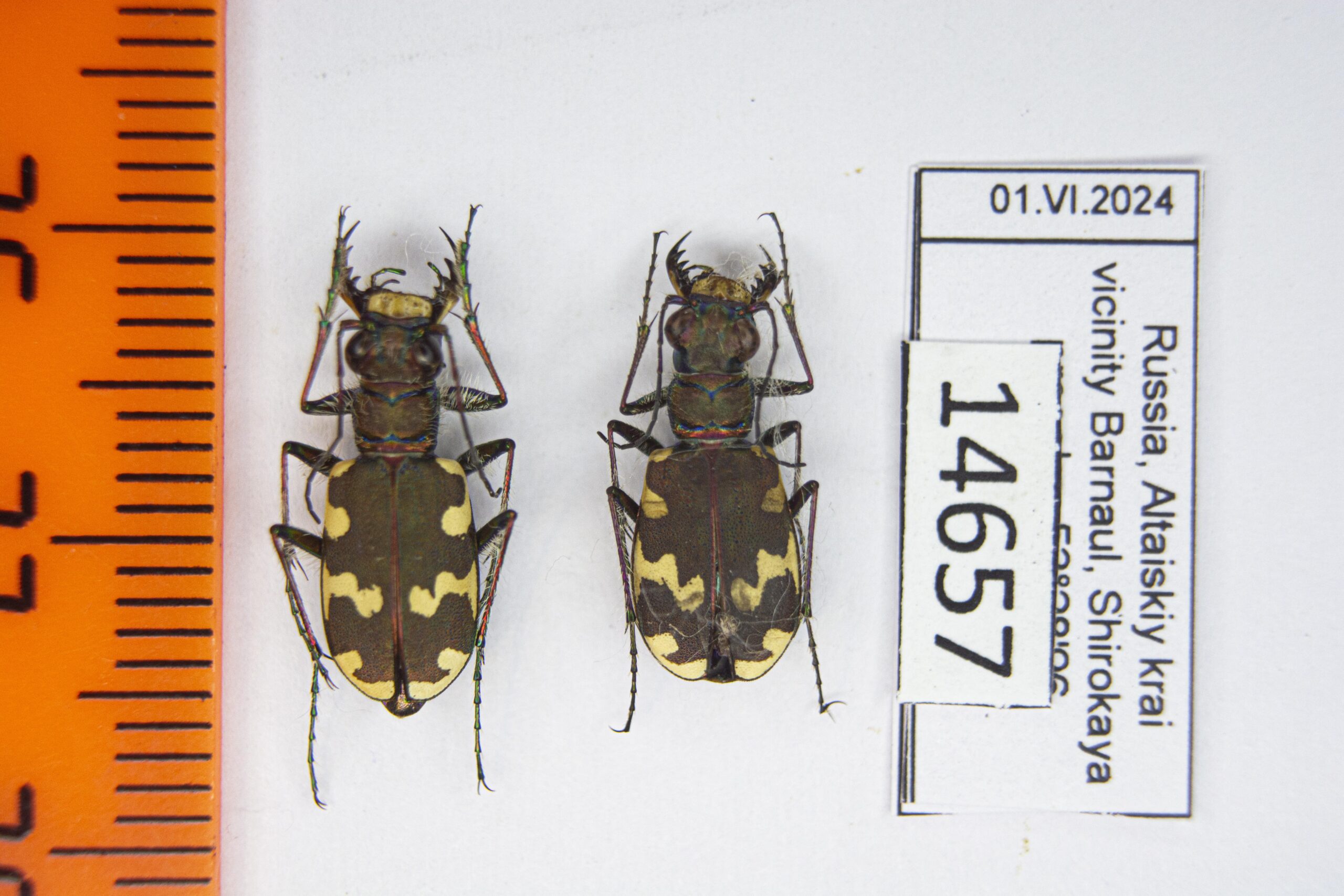 Cicindela hybrida kozhantshikovi (Lutshnik, 1924) #14657