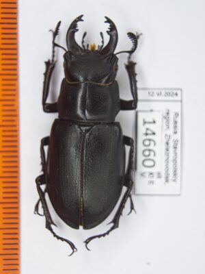Lucanus ibericus (Motschulsky, 1845) # 14660 41mm