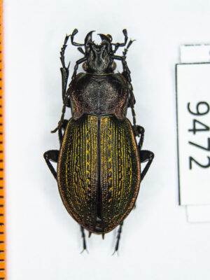 Carabus (Eucarabus) parreyssi padewiethi (Csiki, 1906) #9472
