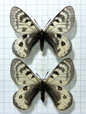 Parnassius patricius priamus, A1-, pair, Kirghizia, RARE