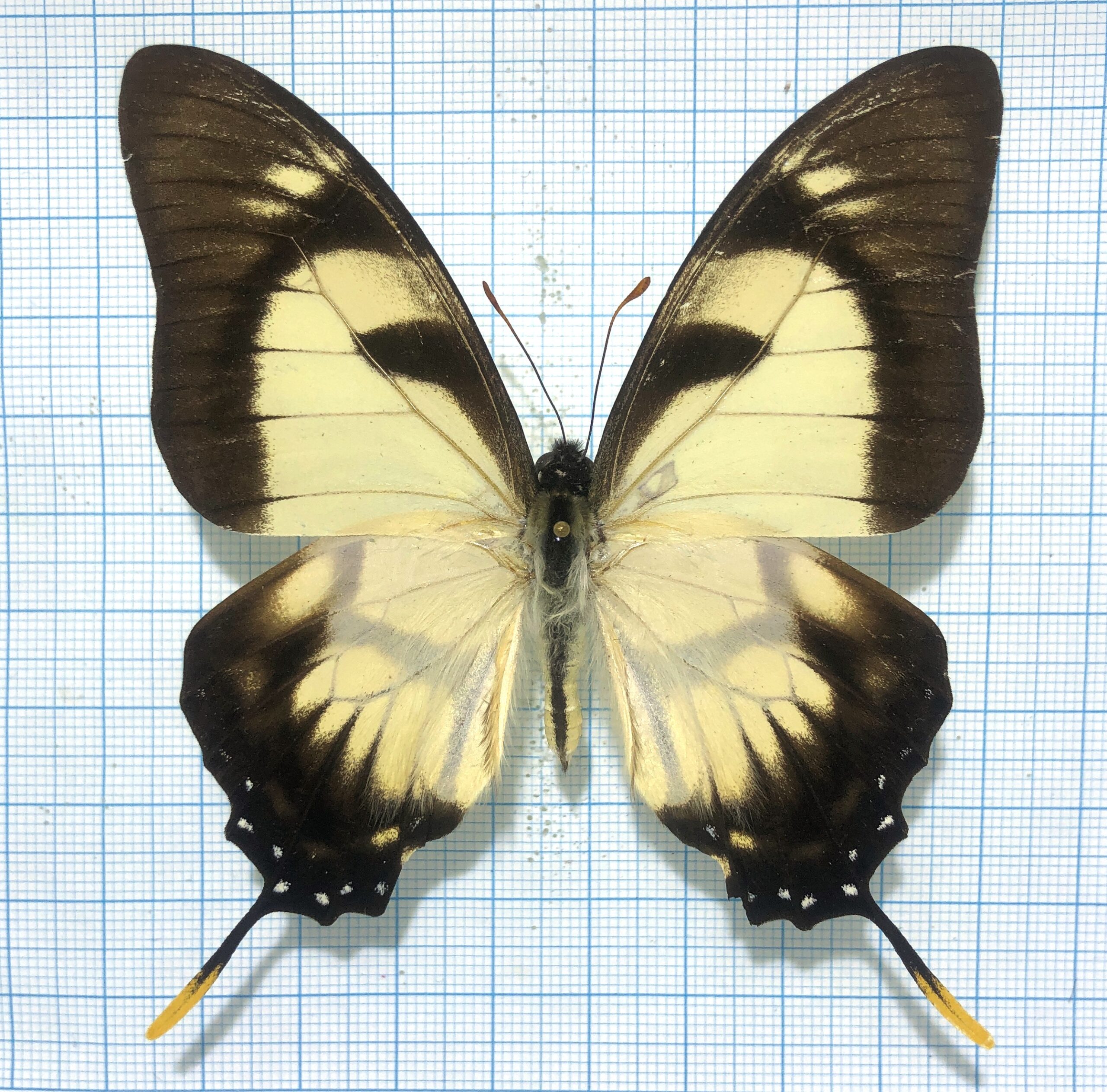Eurytides dolicaon, male, A-, Ecuador