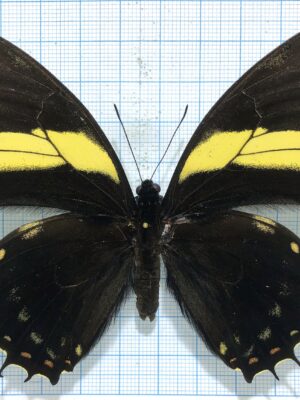 Papilio aristeus bitias, male, A-, Peru