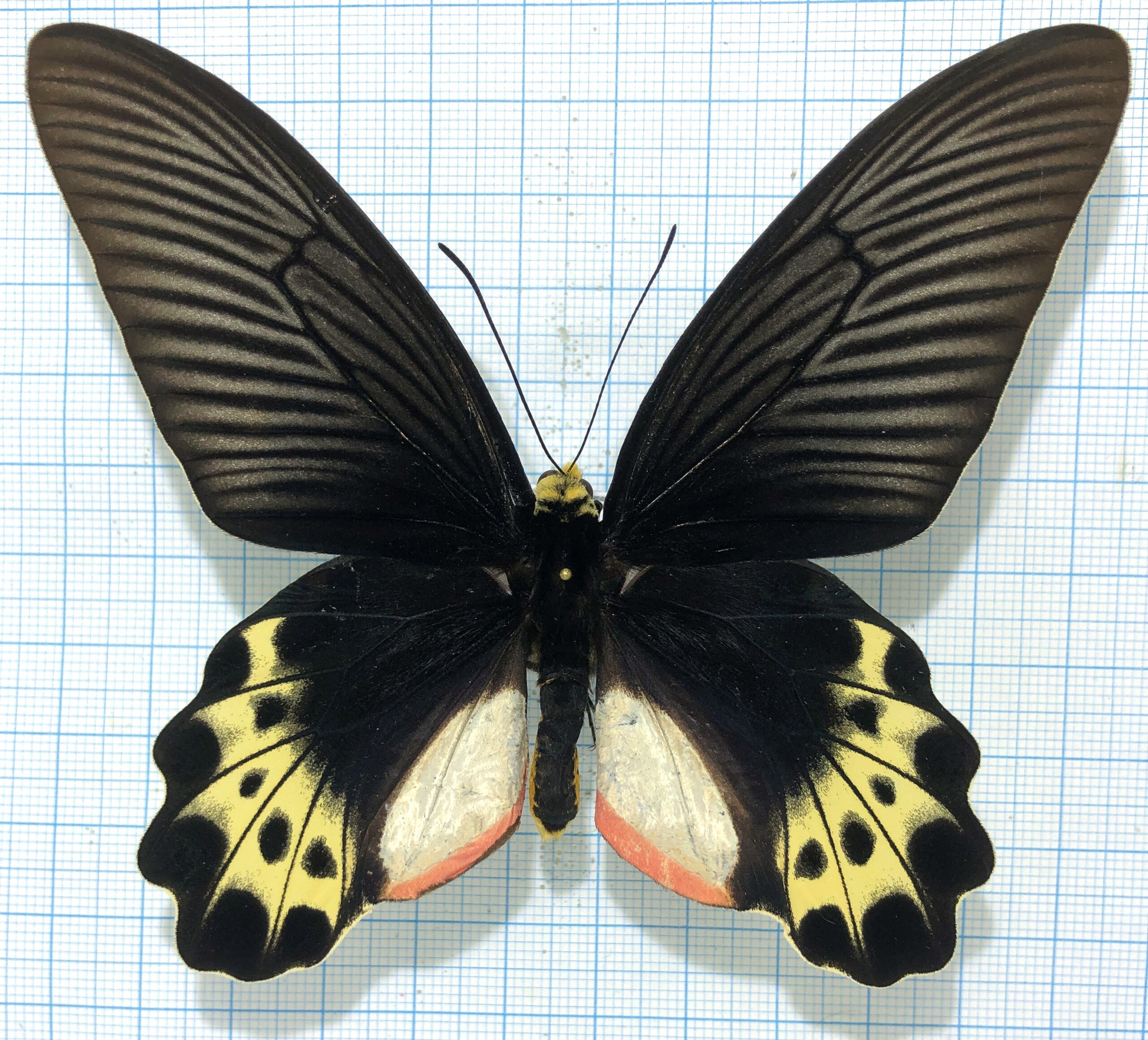 Atrophaneura priapus, pair, A1/A1-, Indonesia