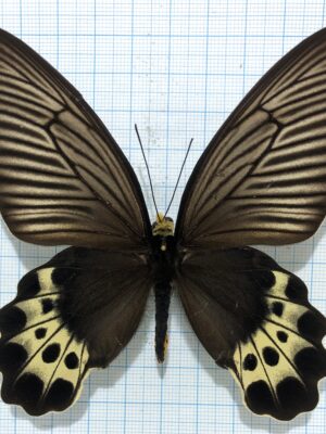 Atrophaneura priapus, pair, A1/A1-, Indonesia